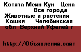 Котята Мейн Кун › Цена ­ 15 000 - Все города Животные и растения » Кошки   . Челябинская обл.,Верхний Уфалей г.